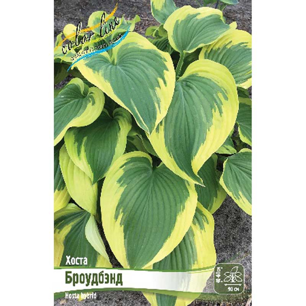 Хоста Броуд Бэнд 1 n 1 шт