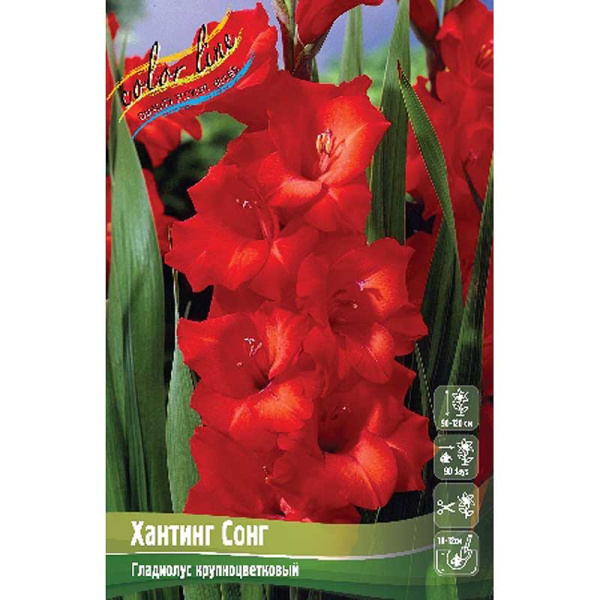 Гладиолус Хантинг Сонг 10/12 100 шт Шоу-бокс 7756