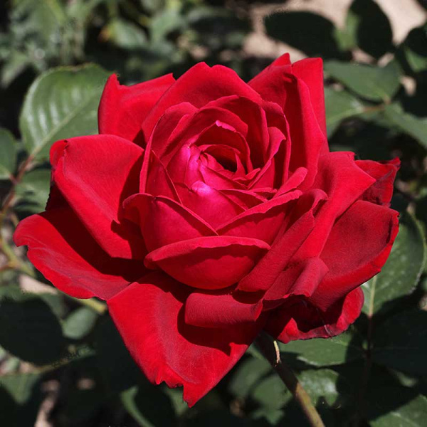 Роза чайно-гибридная Бургунд Садовита