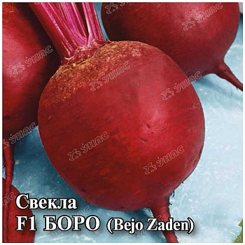 Свекла Боро Аэлита Ц