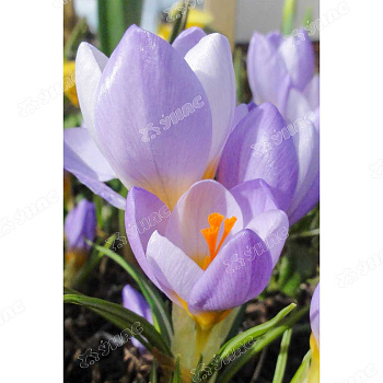 Крокус Файрфлай 5/+ 10 шт Садовита 