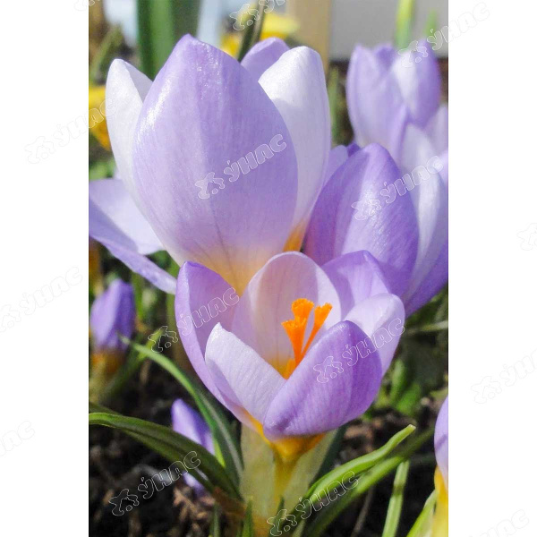 Крокус Файрфлай 5/+ 10 шт Садовита 