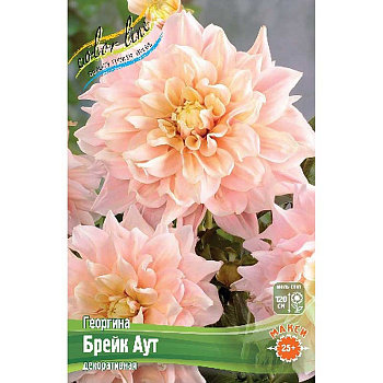 Георгина Брейк Аут I 15 шт Шоу-бокс 9512