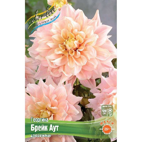 Георгина Брейк Аут I 15 шт Шоу-бокс 9512