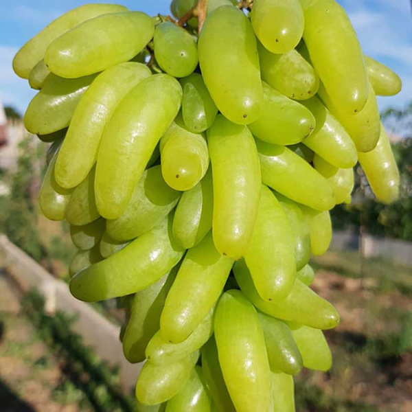 Виноград Ламборджини кишмиш средний Садовита