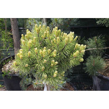 Сосна Крючковатая Хниздо C1.5