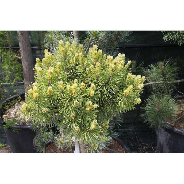 Сосна Крючковатая Хниздо C1.5