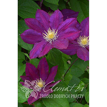 Клематис Лех Качински I 1 шт 