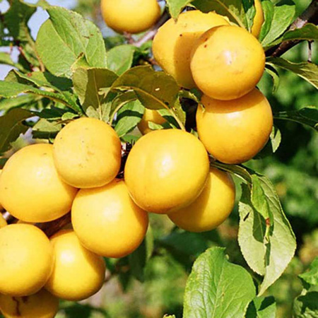 Слива Вика Садовита