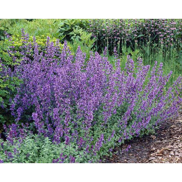 Котовник Сикс Хиллс Джиант I 1 шт