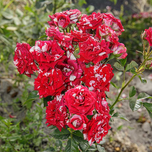 Роза спрей Флэш найт Садовита