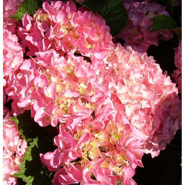 Гортензия Крупнолистовая Фрейденштейн P9