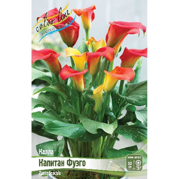 Калла Капитан Фуэго 12/14 2 шт