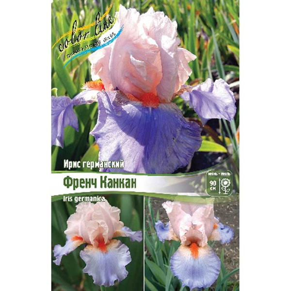 Ирис Германский Френч Канкан I 1 шт