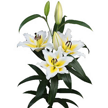 Лилия Вилларицца 14/16 25 шт Биг-Пак 10525 