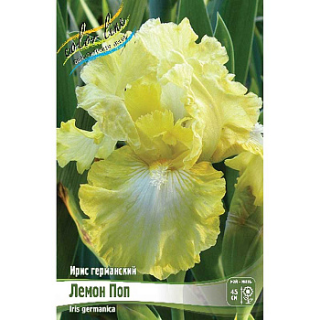 Ирис Германский Лемон Поп I 1 шт