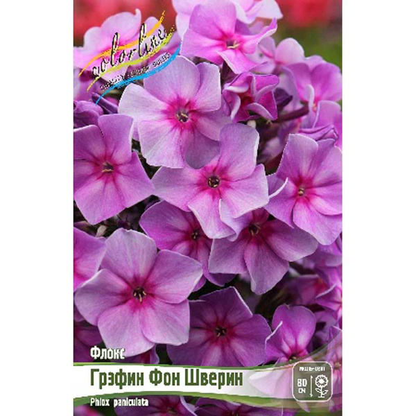 Флокс Грэфин Фон Шверин I 2 шт 