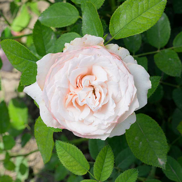 Роза Спрей Мадам Бомбастик Садовита