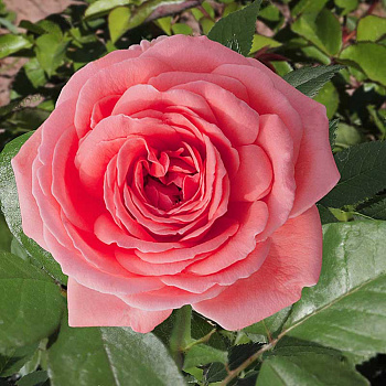 Роза флорибунда Кимоно Садовита