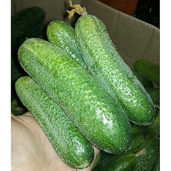 Огурец Клодин 1000шт Маринда/Seminis