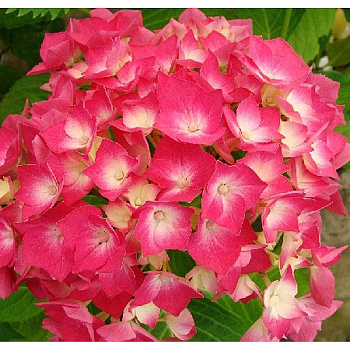 Гортензия Крупнолистовая Лёйхфейер P12