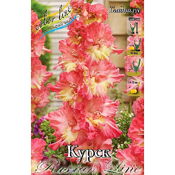 Гладиолус Курск 10/12 100 шт Шоу-бокс 8757