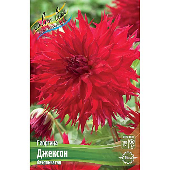 11032 Шоу-бокс Георгина Джексон I 15 шт 