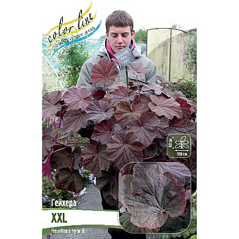 Гейхера Xxl I 25 шт Биг-пак 5399