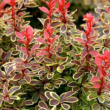 Барбарис Тунберга Коронита Р9 шт Садовита