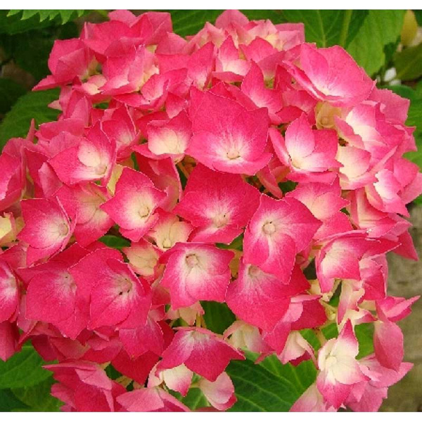 Гортензия Крупнолистовая Лёйхфейер P12