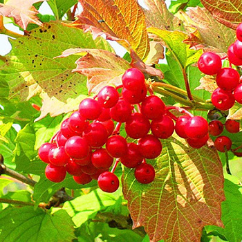 Калина Зарница Садовита