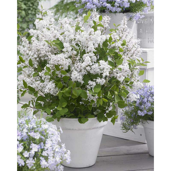 Сирень Мейера Флауэрфеста Уайт P9