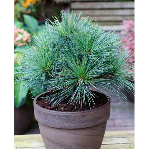 Сосна Веймутовая Рейнсхауз C1.5 шт