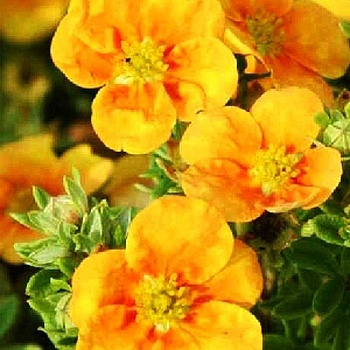 Лапчатка Кустарниковая Манго Танго P9