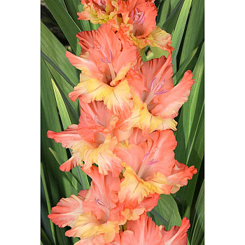 Гладиолус Скоморох (В-16-564) 8/10 5 шт, Садовита 