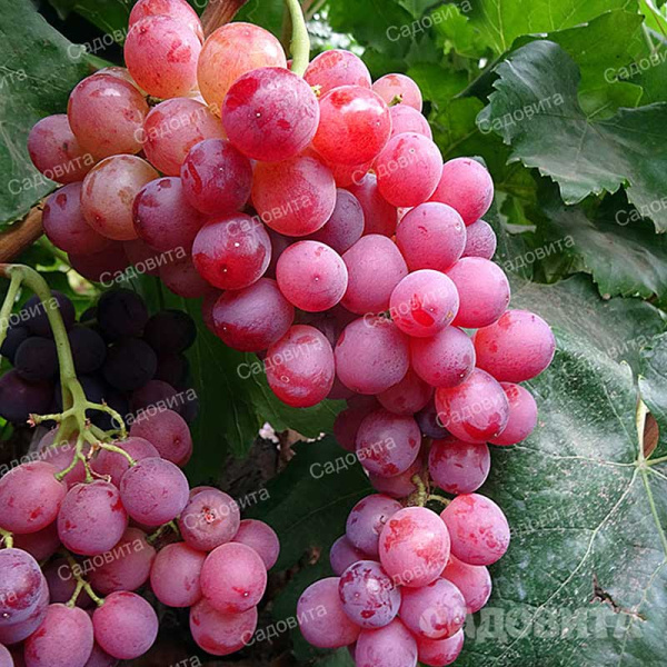 Виноград Флейм сидлиз кишмиш ранний Садовита