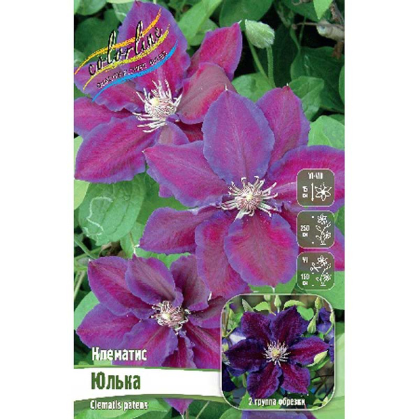 Клематис Юлька I 2 шт