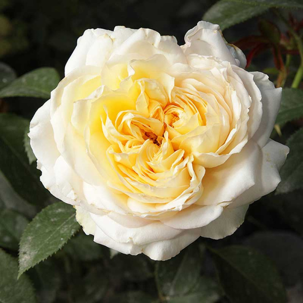 Роза чайно-гибридная Май Герл Садовита