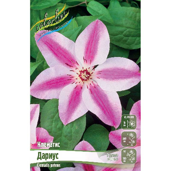 Клематис Дариус I 25 шт Биг-пак 4598