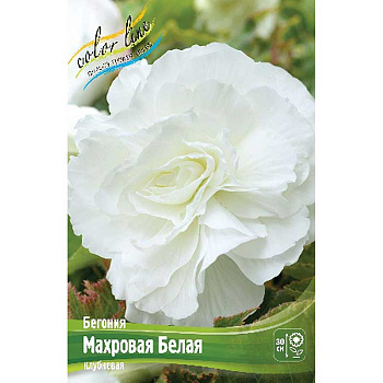 Бегония Махровая Белая 5/6 50 шт Шоу-бокс 8832
