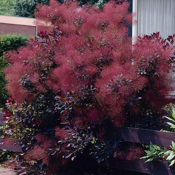 Скумпия Кожевенная Роял Перпл P9 ,шт Садовита