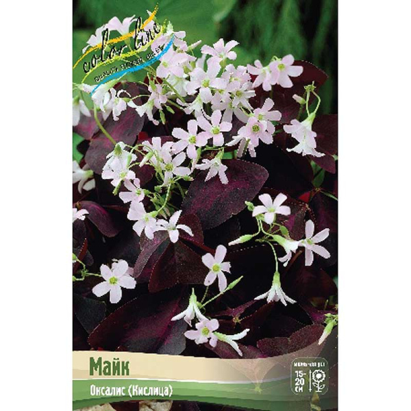 Оксалис Майк I 50 шт Шоу-бокс 9204
