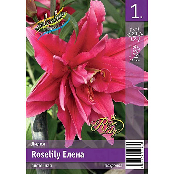 Лилия Roselily Елена 12/14 1 Эконом шт