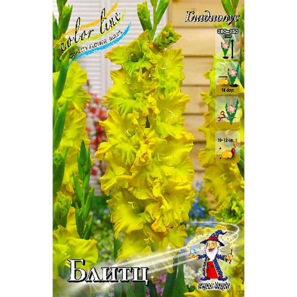 Гладиолус Блитц 10/12 100 шт Шоу-бокс 9578
