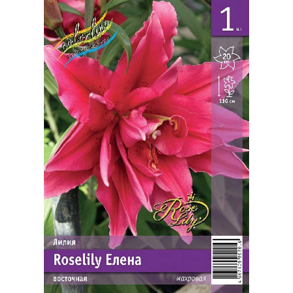 Лилия Roselily Елена 12/14 1 Эконом шт