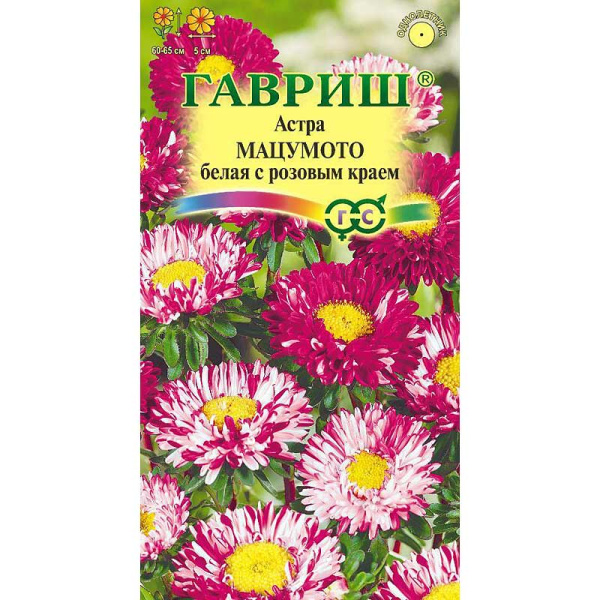 Астра Мацумото белая с розовым краем  Гавриш Ц 