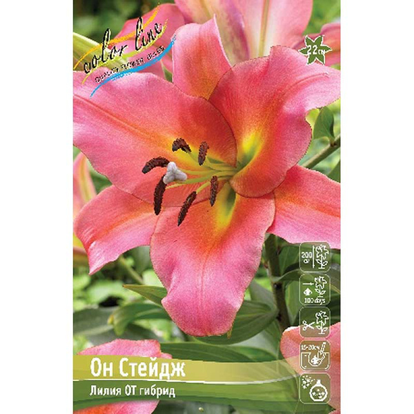Биг-Пак Лилия Он Стейдж 16/18 25 шт