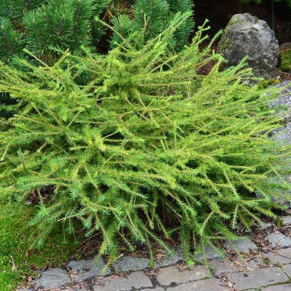 Лиственница Американская Аретуза Бог C3 25-30cm шт