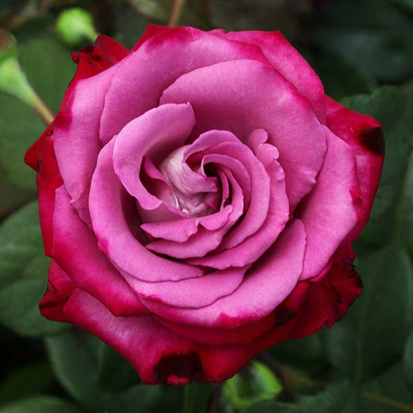 Роза чайно-гибридная Парадайз Садовита