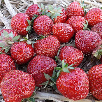 Земляника садовая Аллегро (цена за 40 шт) ОСП